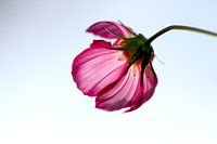 Bloem II.