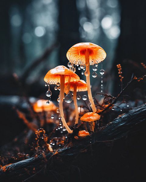 Makro von Pilzen von fernlichtsicht