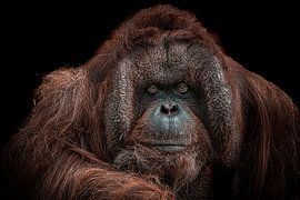 portrait d'un orang-outan sur Nienke Bot