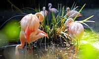 Flamingos von Eric Sweijen Miniaturansicht