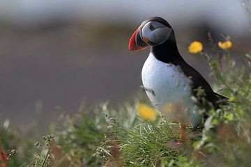 Puffin IJsland van Frank Fichtmüller