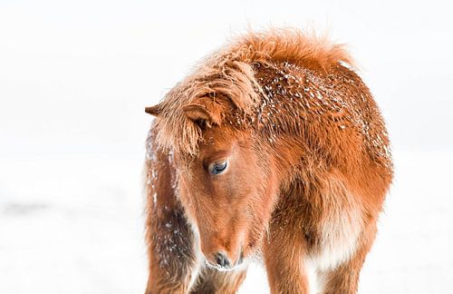 Icelander foal in the snow