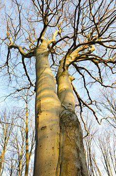 Giant trees by Detlef Georgi