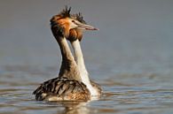 Great crested grebe von Menno Schaefer Miniaturansicht