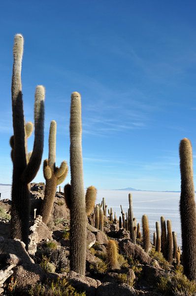 Giant cacti on Incahuasi Island, Bolivia by Frank Photos