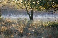 Ochtendsfeer in de vroege herfst by Hans Koster thumbnail