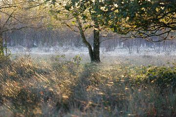 Ochtendsfeer in de vroege herfst by Hans Koster