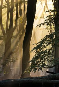 Zonneharpen tijdens een mistige zonsopkomst op de Veluwe