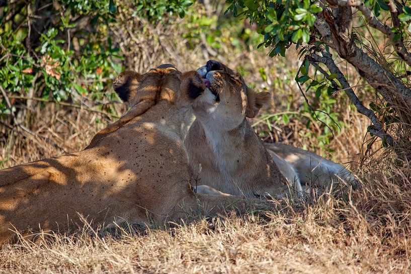 Lions grooming by Peter Michel