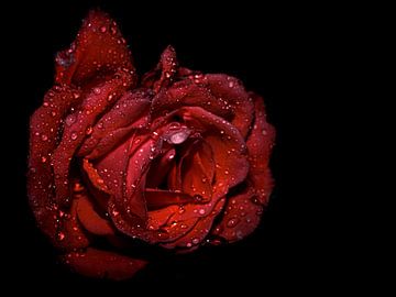 Glinsterende Rode roos van Ruud Overes
