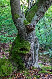 Erstaunter Baum mit Mund von Flatfield