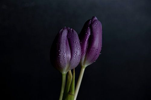Purple Tulip