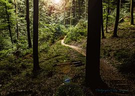 licht in het bos von peter desmet