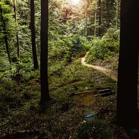 licht in het bos sur peter desmet