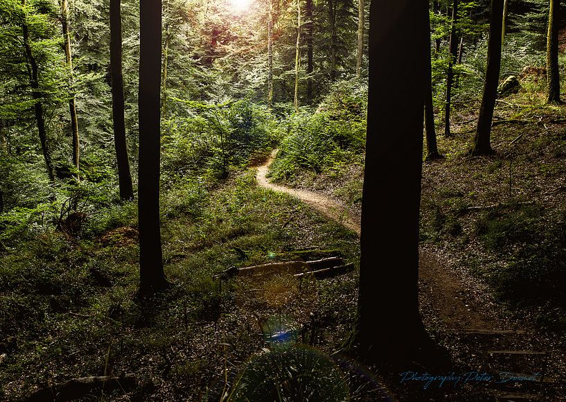 licht in het bos von peter desmet