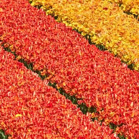 tulpen geel en rood van eric van der eijk