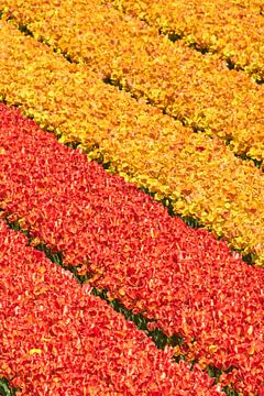tulipes jaunes et rouges sur eric van der eijk