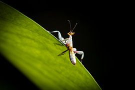 Photo of a young orchid mantis