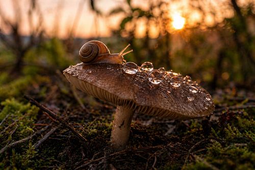 Un escargot sur un champignon dans la lumière chaude du soir – Une décoration murale apaisante sur le thème de la nature pour le salon, avec effet bokeh