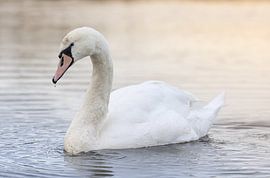 Schwan mit tropfendem Wasser von Triki Photography