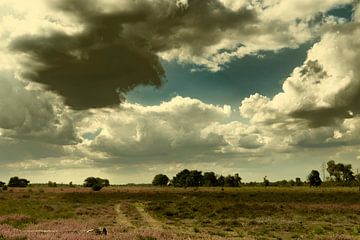 Paysage de bruyère par une journée d'été