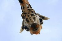 O, Hai!