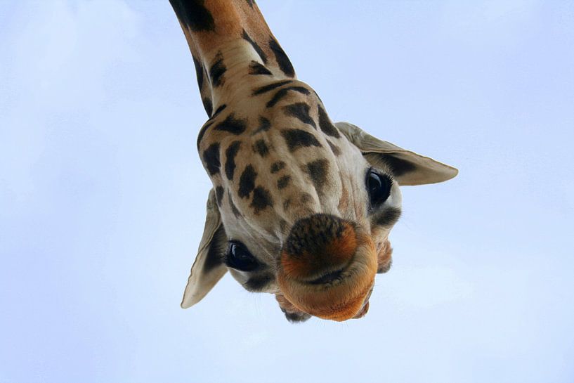 Oh, Hai! by Jelle Ursem