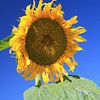 The Sunflower van Cornelis (Cees) Cornelissen