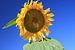 The Sunflower van Cornelis (Cees) Cornelissen
