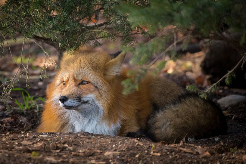 renard par Dennis Eckert