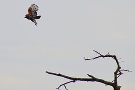 Roofvogel in actie vanaf een boomtak, Kruger park, Zuid Afrika by Vera Boels