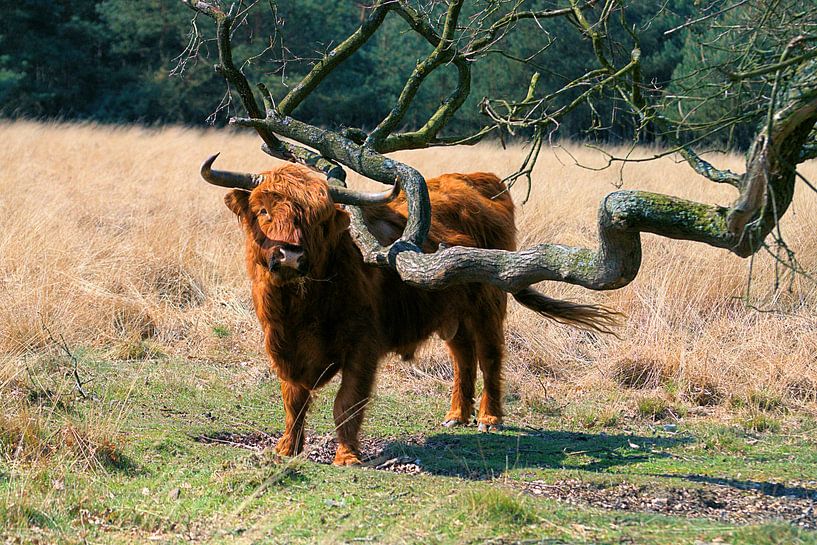 Scottish Highlander by Merijn Loch