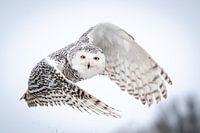 Vliegende sneeuwuil
