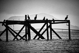 Vultures on old pier on Godøy, Sunnmøre, Møre og Romsdal, Norway by qtx