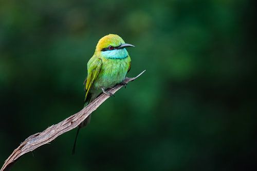 Kleine groene bijeneter van Laura Vink