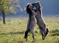 Fighting wild Konik horses