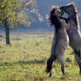 Fighting wild Konik horses sur Ger Bosma