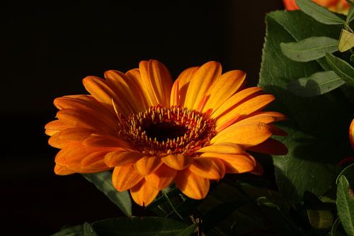 Close-up of a Gerbera