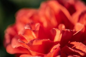 oranje rozeblaadjes van Tania Perneel