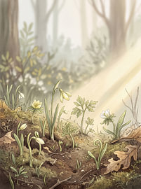 Lente in het bos: bloemen in de weide van Markus Gann