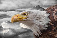 Aigle dans les nuages ck