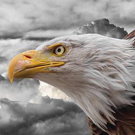 Eagle in the clouds ck by Barbara Fraatz