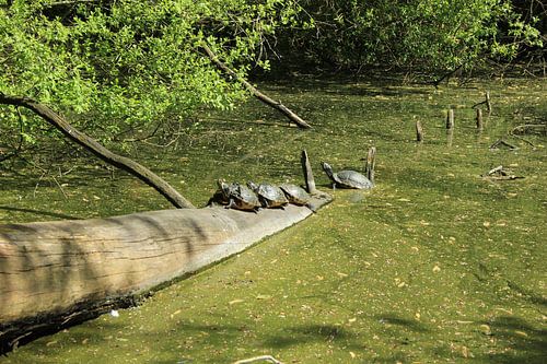 scheildpadden die in de zon liggen