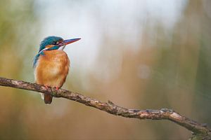 Eisvogel