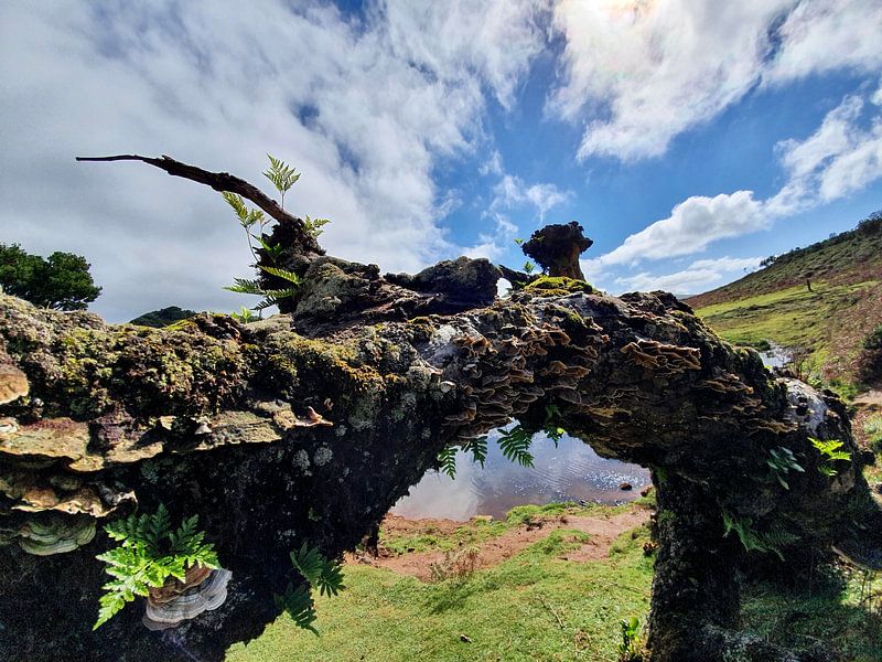 Madeira #7 by zam art