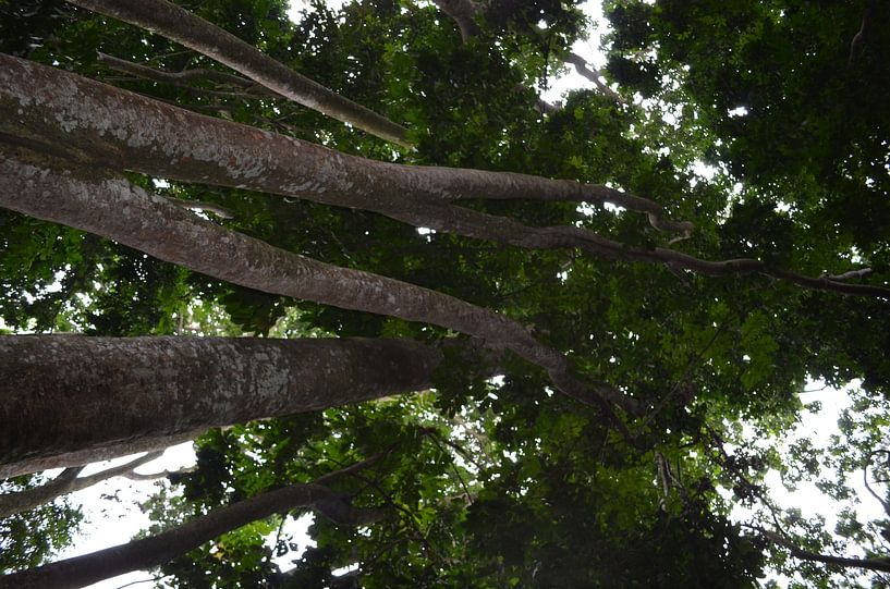 Tropical trees in Indonesia by Laura