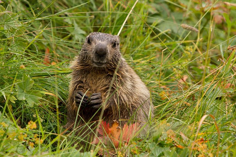 Marmot in het natte gras in de Pyreneeën von Paul Wendels