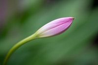 Bud of orchid against blurred background