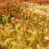 Summer wind in the barley field by Ralf Lehmann