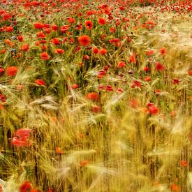 Vent d'été dans les champs d'orge sur Ralf Lehmann